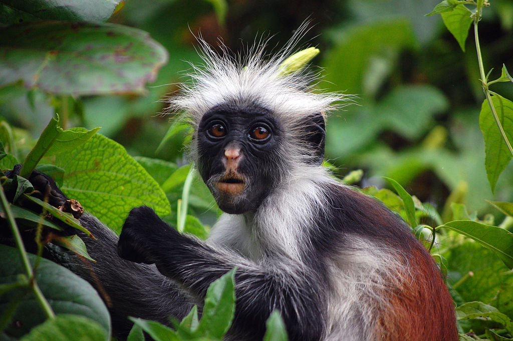 Zanzibar red colobus (Piliocolobus kirkii) eating a leaf in Jozani Forest, Zanzibar. Photo: Hasin Shakur, Wikicommons GFDL 1.2