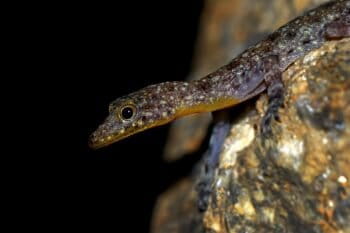 Cnemaspis nilgala is a gecko that is found only in the rocky outcrop of Nilgala and is named after this unique habitat. Image courtesy of Suranjan Karunarathne.