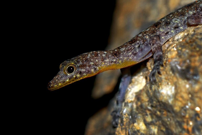 Cnemaspis nilgala is a gecko that is found only in the rocky outcrop of Nilgala and is named after this unique habitat. Image courtesy of Suranjan Karunarathne.