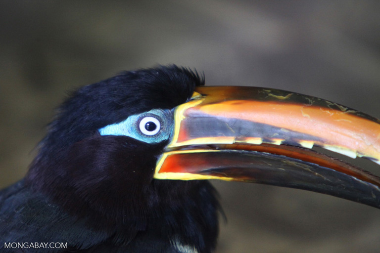 A chestnut-eared aracari in Colombia. Image by Rhett A. Butler/Mongabay.