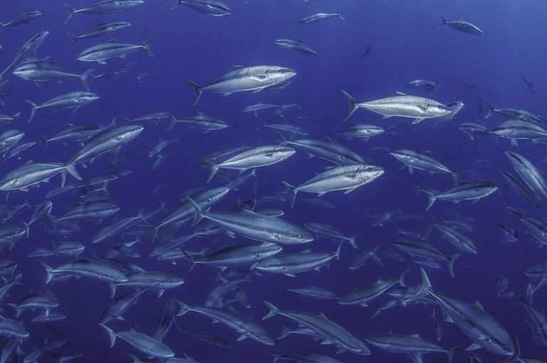 Fish school in Chile’s Desaventuradas Islands. Image by Eduardo Sorensen / Oceana Chile.