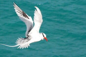 Red-billed tropicbird (Phaeton aethereus) at Abrolhos Marine National Park. Image by Mia Morete via Wikimedia Commons (CC BY-SA 3.0).