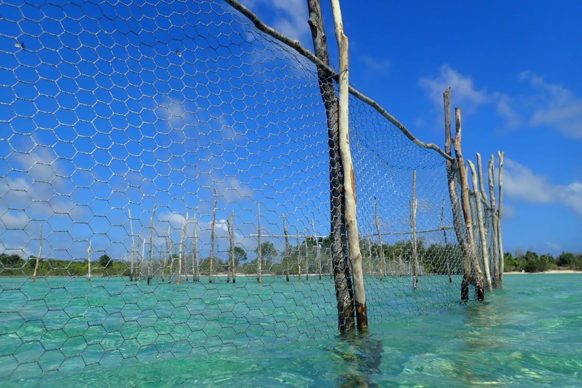 For artisanal fishers, fish fences are an easy, but problematic, option