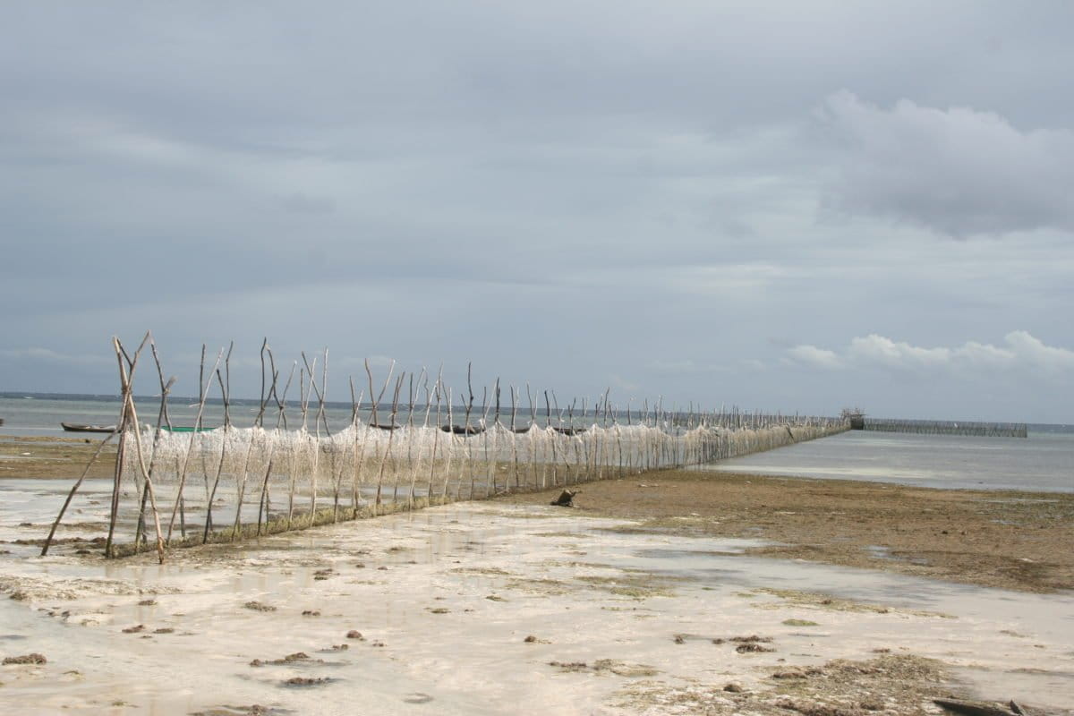For artisanal fishers, fish fences are an easy, but problematic, option