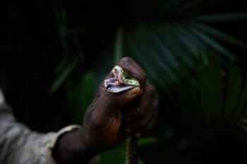 A venomous snake in the DRC. Photo by Hugh Kinsella Cunningham.