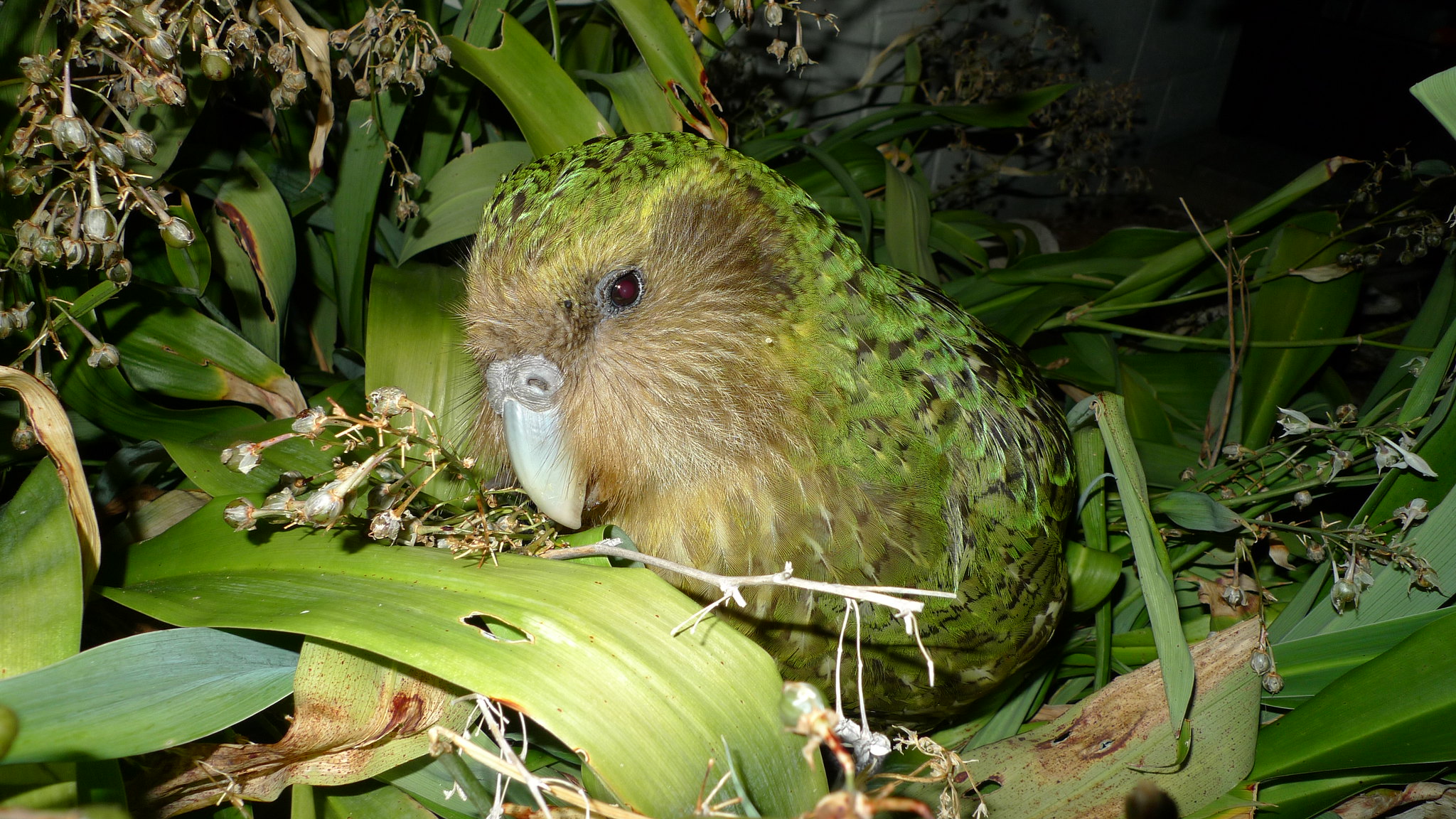 New Zealand, eliminate cats: They kill endangered bird species and