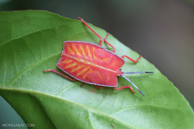 Pink shield bug in Cambodia. Photo by Rhett A. Butler/Mongabay