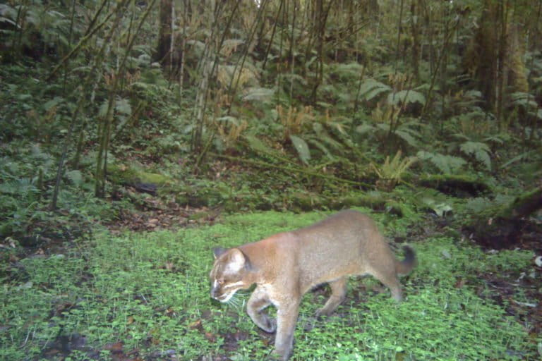 All that glitters: Cameras spot Asian golden cat in more than one shade