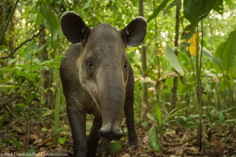 A Baird's tapir. Image by Nick Hawkins.