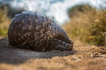 Temminck's Ground Pangolin: Photo: KeithConnelly