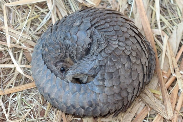 A white-bellied pangolin, curled up in a defensive posture. Photo: Darren Pietersen/African Pangolin Working Group