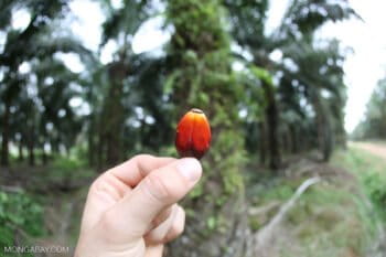 Oil palm fruit in Indonesia. Photo by Rhett A. Butler.