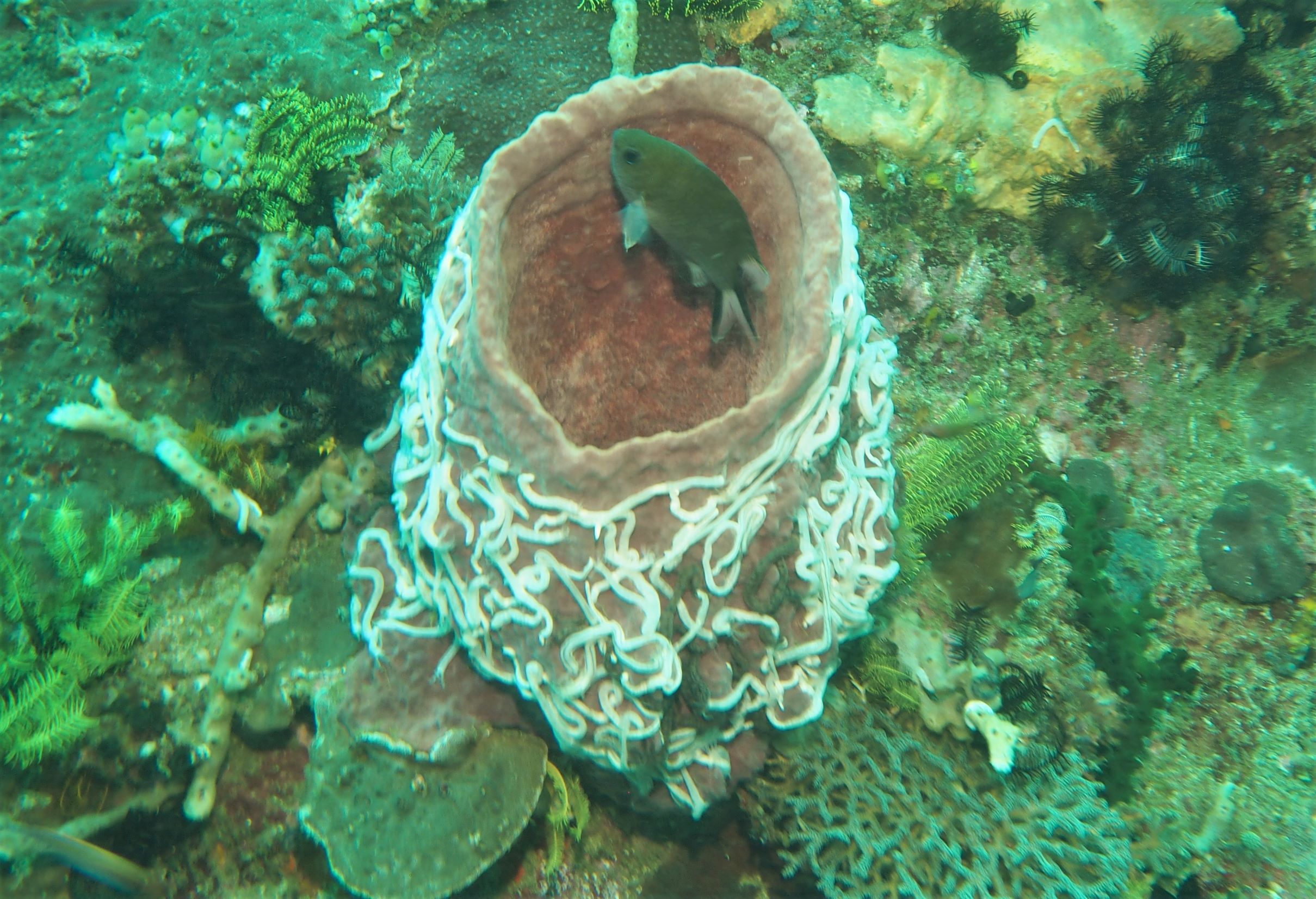 Sponges supply DNA for new method of monitoring aquatic biodiversity