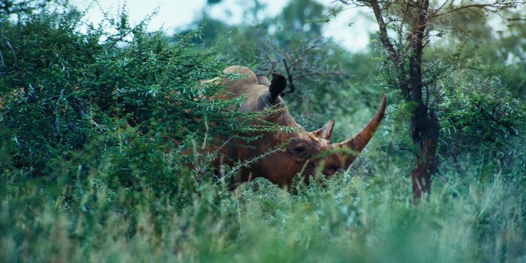 Sello must decide whether to pursue the rhino that has approached the national park boundary near the township where he lives with his family. Image © Whirlow Park Pictures.