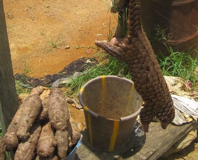 A live pangolin suspended by its tail by the roadside in Cameroon. Photo: oel Abroad is licensed under CC BY-NC-SA 2.0 