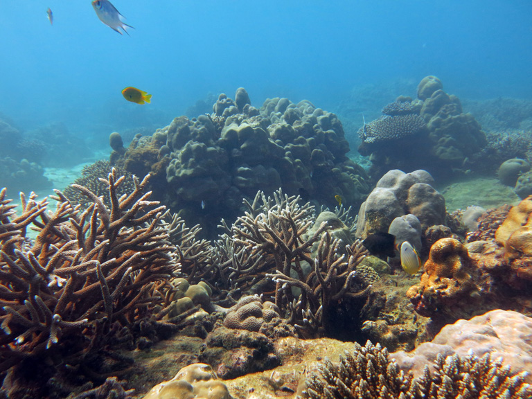 A reef that's recovering after bleaching. Image by Nick Graham/Lancaster University.