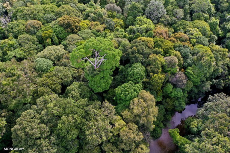 Lowland rainforest in Indonesian Borneo. Photo by Rhett A. Butler.