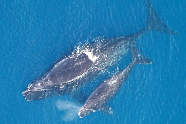 North Atlantic Right Whale With Calf