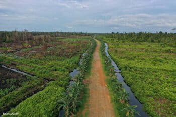 Road running through drained and burned peatlands. Photo by Rhett A. Butler