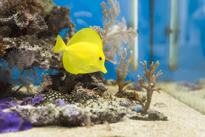 saltwater pet store near me