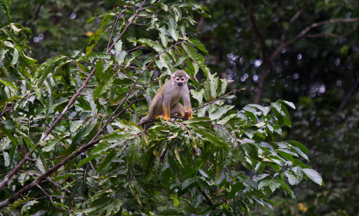 Squirrel monkeys (Saimiri sciureus) play in the trees, along the Yasuni river. Image by Kimberley Brown for Mongabay.