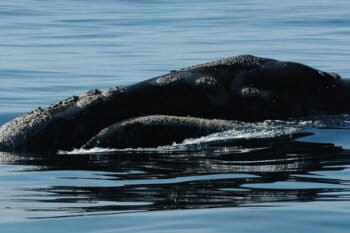 A North Pacific right whale. Photo courtesy of NOAA.