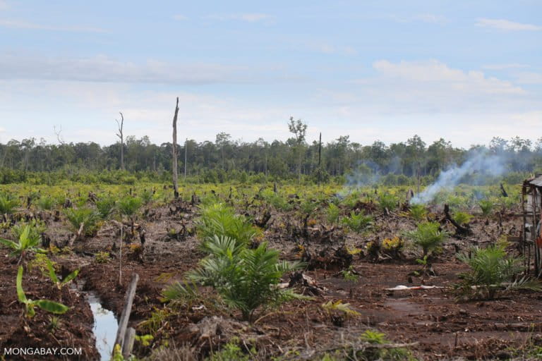 Newly established oil palm plantation in Central Kalimantan. Photo by Rhett A. Butler.