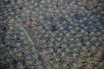 Oil palm plantation in Indonesia. Photo by Rhett A. Butler
