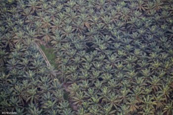 Oil palm plantation in Indonesia. Photo by Rhett A. Butler