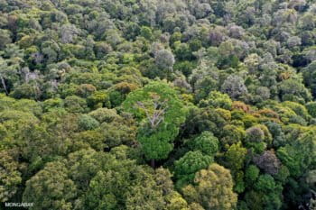Intact rainforest in Indonesian Borneo. Photo by Rhett A. Butler.