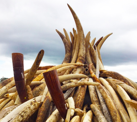 Tusks ready for destruction in Kenya. Photo: Roz Reeve