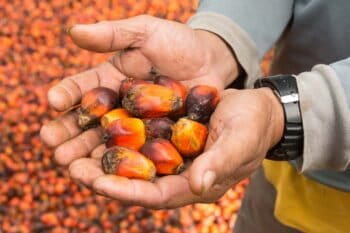 Not for republication. Image by Rod Harbinson/Rodharbinson.com