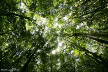 Rainforest at Tampolo on the Masoala Peninsula, Madagascar. Image by Rhett A. Butler.