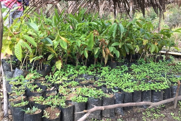 Native plants at a private nursery in a village near Ranomafana National Park, Madagascar. Image by Malavika Vyawahare. 