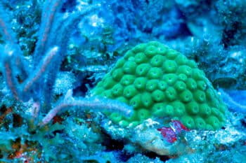 A small coral appears on a reef in the U.S. Virgin Islands. In the Virgin Islands and the rest of the Caribbean, threats to coral ecosystems include climate change, storms, pollution, tourism, and fishing. Image courtesy of NOAA’s National Ocean Service via Wikimedia Commons.