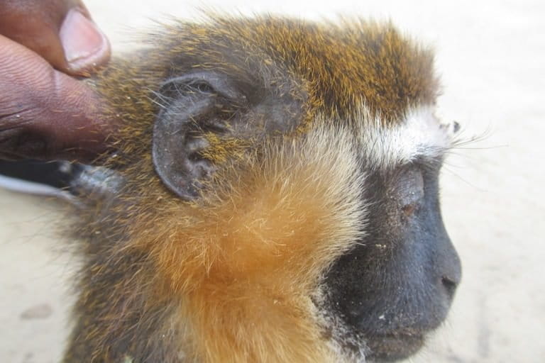 Secretive and colorful dryas monkey isn't as rare as once thought