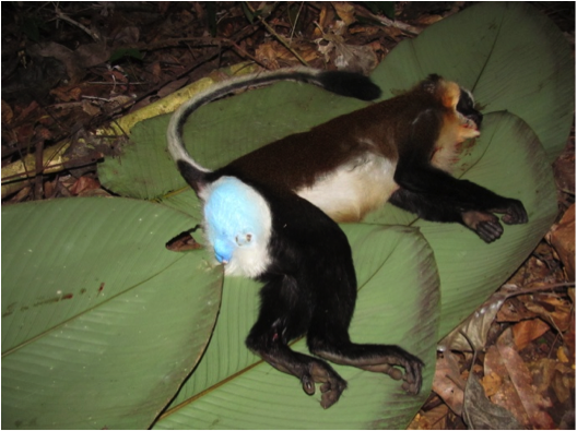 Secretive and colorful dryas monkey isn't as rare as once thought