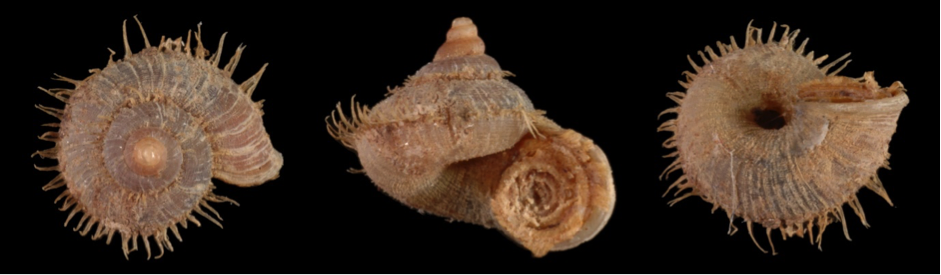 One of the endemic snails only found on Woodlark Island. Image by John Slapcinsky.