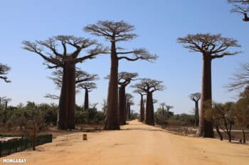 Baobab Alley outside Morondava. Photo by Rhett A. Butler / Mongabay.