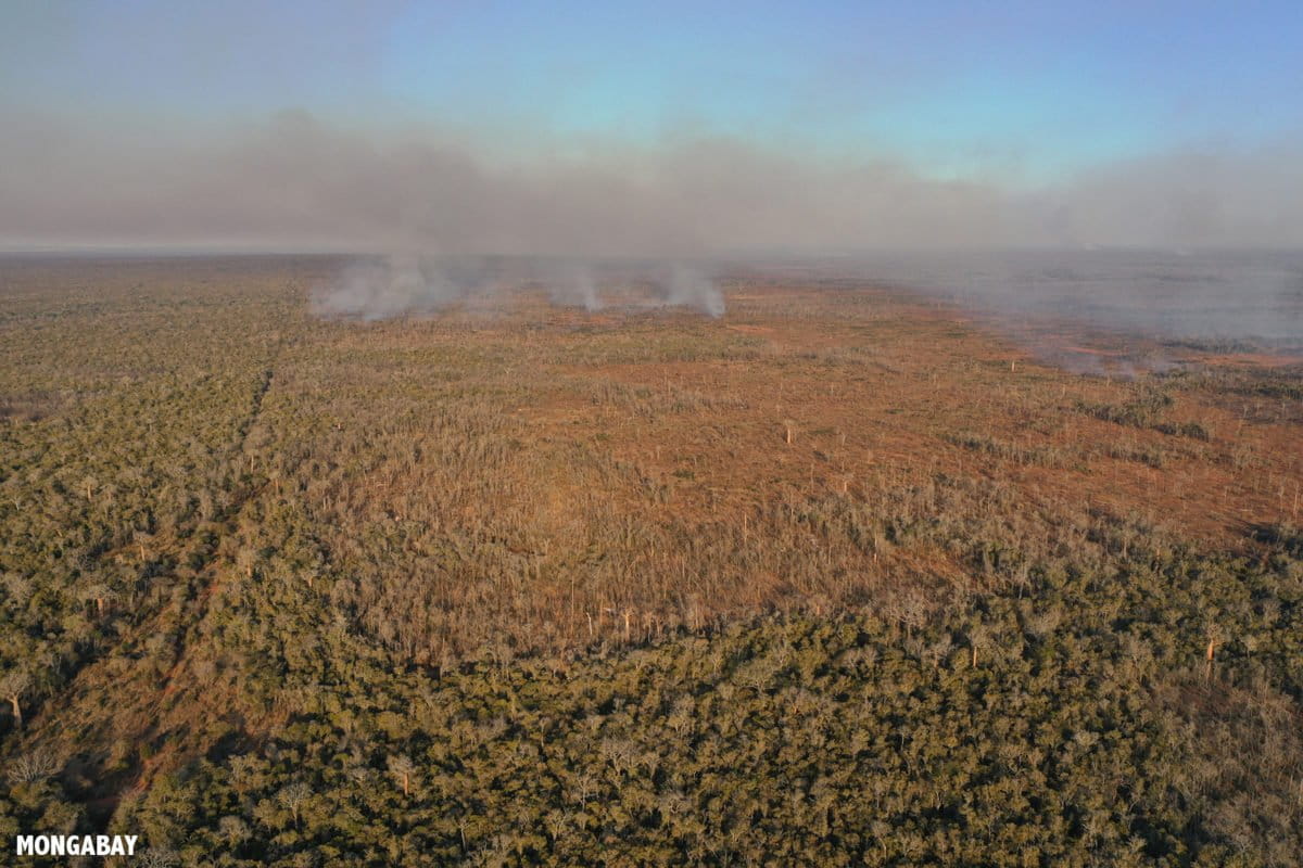 If there were no plants on earth what would happen image