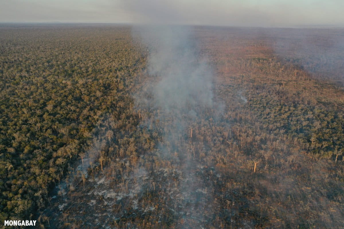 Disappearing forests essay image