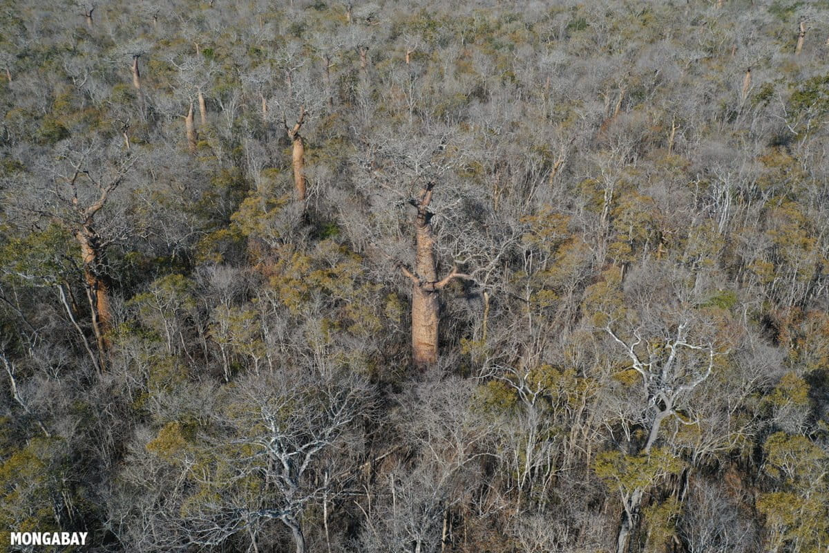 If there is no forest what will happen image