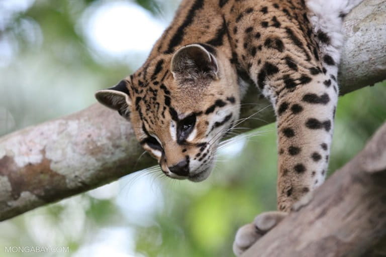 Margay (Leopardus wiedii)