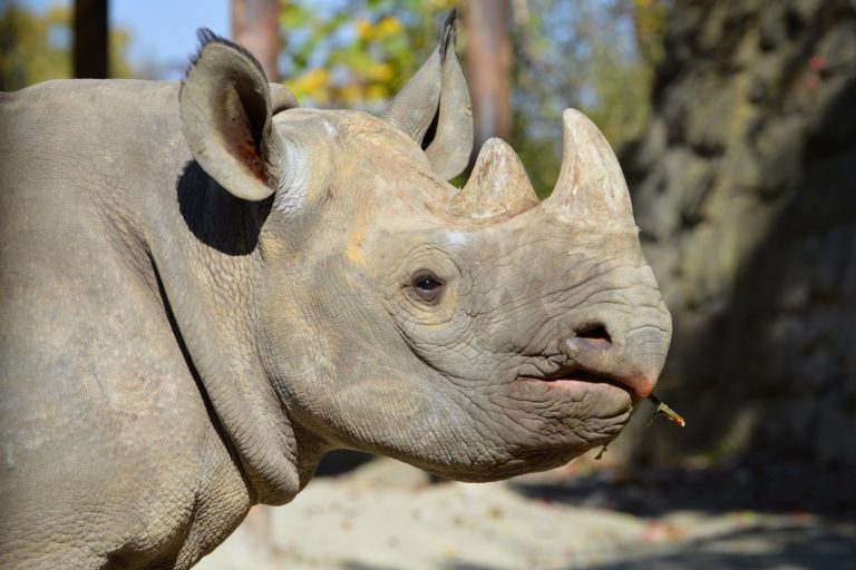 Jasiri, an eastern black rhino captive bred in Dvur Kralove in the Czech Republic. Photo: Dvur Kralove