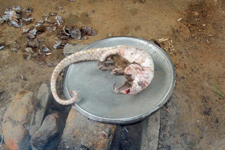 A pangolin prepared for cooking in Cameroon. Photo: Eric Freyssinge