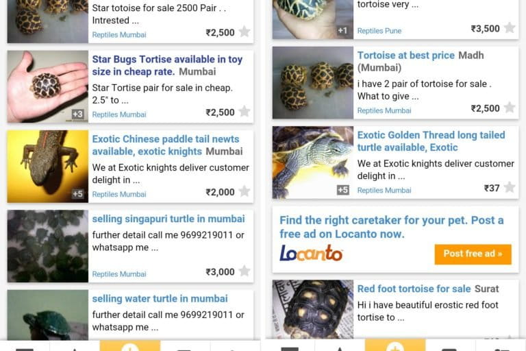 Star Tortoise Online Pet Sale Copyright Sumanth Bindumadhav