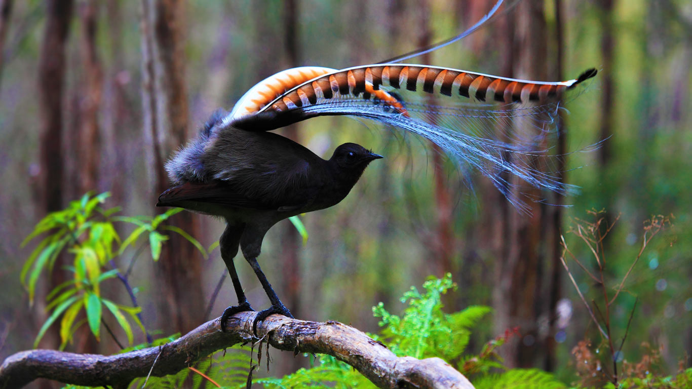 Audio: The superb lyrebird&#39;s song, dance and incredible vocal mimicry