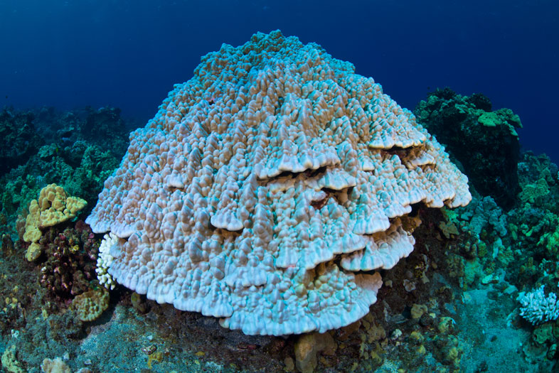 Tutto quello che c'è da sapere sulle barriere coralline in occasione della  Giornata internazionale degli Oceani - Friend of the Sea