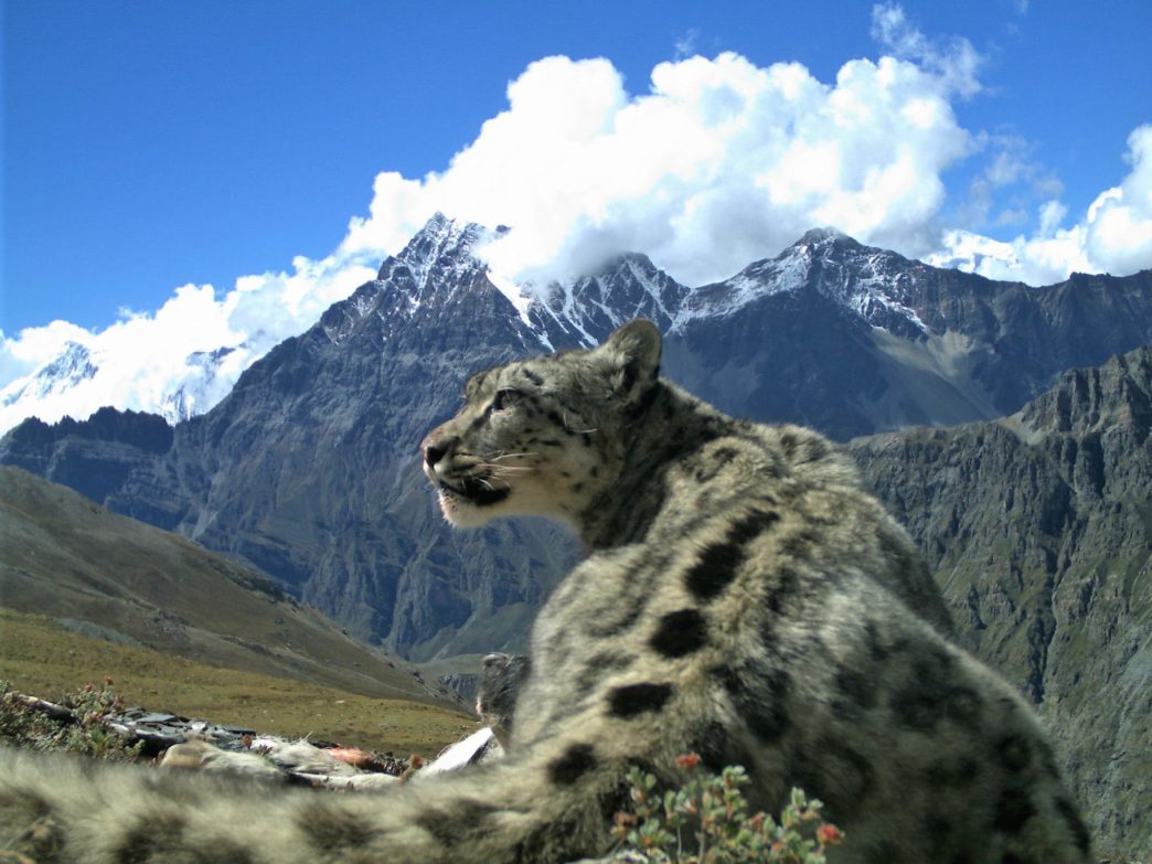 Snow leopard population overestimated in Nepal? DNA study suggests it