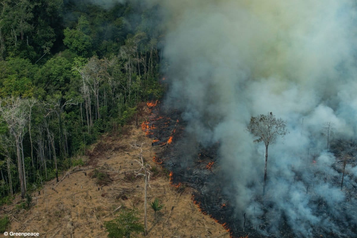 For final months of 2019, Amazon deforestation hits highest level in at
